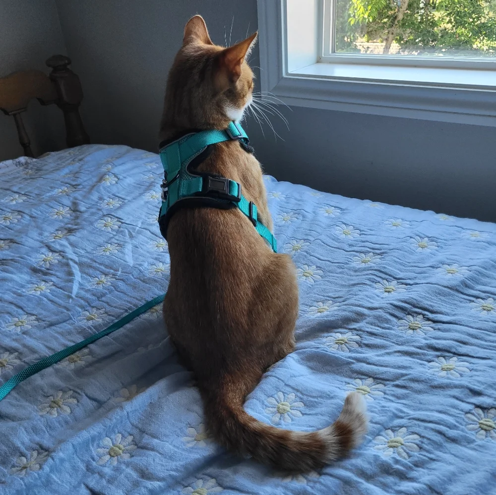 Rabbitgoo NWT Small Cat Harness and Leash